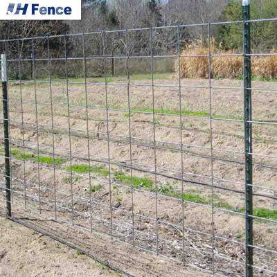 High Quality Studded T Post Y Post Green Color Painted Hot Dipped Galvanized Fence Post for Farm photo-3