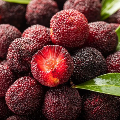 Yangme Trees Plating Fruit Trees From China Myrica Ruba Trees