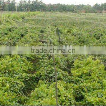 Knotless HDPE Bird Netting ,bird nets for catching birds