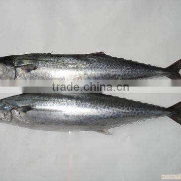 Supply Spanish mackerel Factory