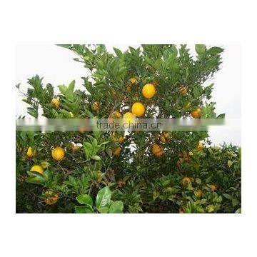 Grade A Fresh Navel Orange, Fresh Fruit photo-5