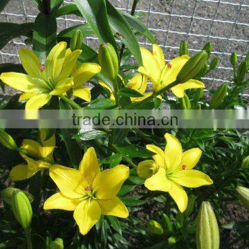 Lilium x hybridum (Hybrid Garden Lily)