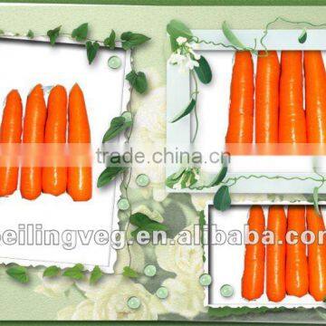 Chinese Fresh orange carrot