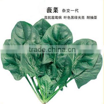 Chinese vegetable seeds hybrid F1 spinach seeds for growing-Fu Xin