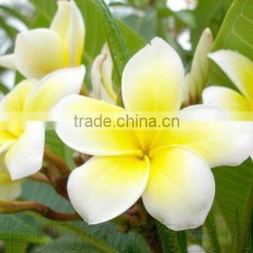 Yellow Flowers Plumeria Rubra L. Cv. Acutifolia