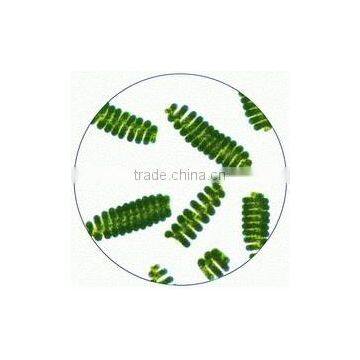 Spirulina Tablets photo-3