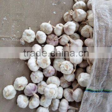 YUYUAN Brand Hot Sail Fresh Garlic China Garlic Price 2016