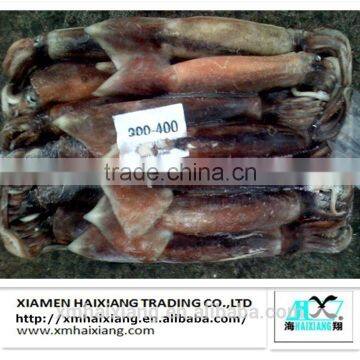 Frozen squid fishing bait