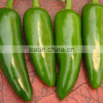 Small Hot Pepper/Chilli Seed Bullet No.2 photo-4