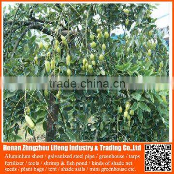 cheap pe anti bird netting fabric / cheap pe anti-bird nets for catching birds