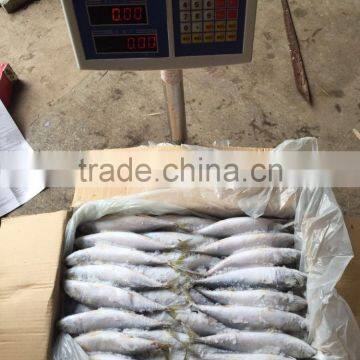 High Quality Fish Land Frozen Pacific Mackerel 150g-200g photo-2