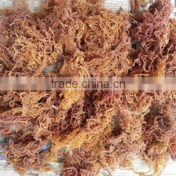 Eucheuma Spinosum With Good Price photo-3
