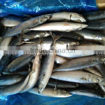 Frozen Mackerel Sell Market and for Canned Best Price photo-2