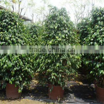 Ficus Benjamina Tower Shape photo-2