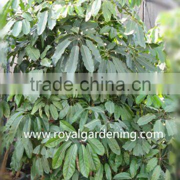 Schefflera(Umbrella Tree ) Shrub Trees photo-2