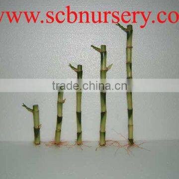 Lucky bamboo straight bamboo Dracaena Sanderiana