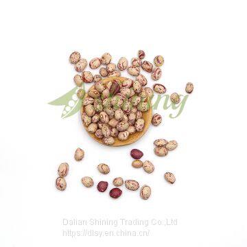 Export high quality light speckled kidney beans xingjiang origin