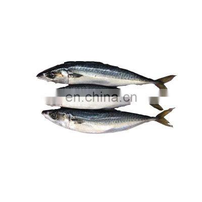Weihai Seafood Frozen Pacific Mackerel photo-5