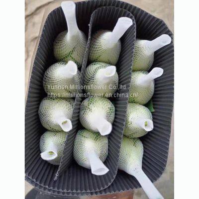 China Supply Long Stem Fresh Roses Natural Bulk Flowers Fresh Cut Roses From China 20pcs/bundle photo-4
