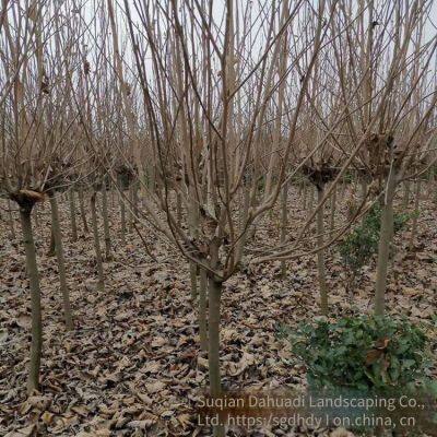 Magnolia Denudata Prices, Free Consultation, Base Quotation List photo-5