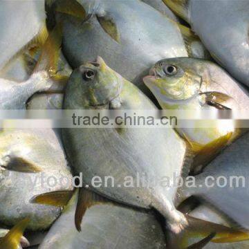 frozen golden pomfret