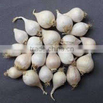 VIETNAM FRESH WHITE GARLIC OF NEW DROP 2016