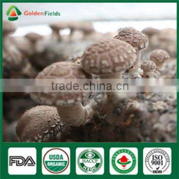 High quality Fresh Shiitake Mushroom Growing Spawn Log Kit Company for Garden Farm Greenhouse