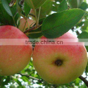 China Produced Fresh Gala /Delicious Red Gala /Fresh Red Gala