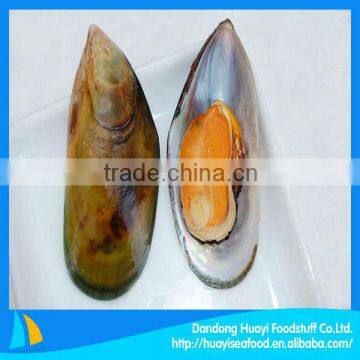 high quality new zealand green shell mussels