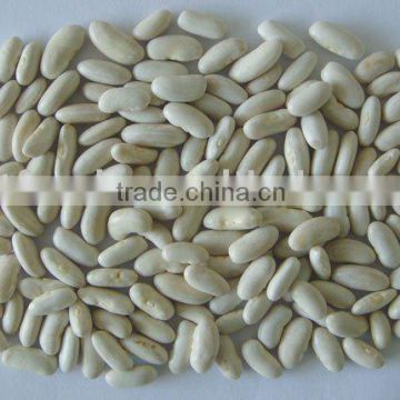 Long Shape White Kidney Bean