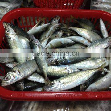 Frozen Round Scad Fish