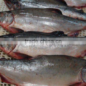 frozen pink salmon fillets