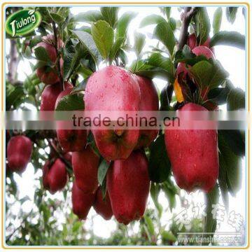 Red mature huaniu apple <#80--#175>