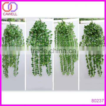 Hot Selling Evergreen Ornamental Outdoor Foliage Plants