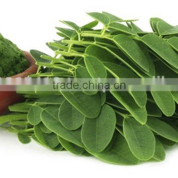 MORINGA POWDER