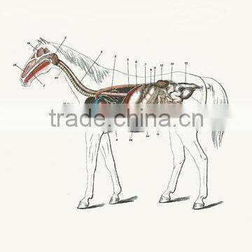 Longitudinal Section of a Horse 20x30 poster