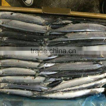 80-100g Frozen Saury For Bait