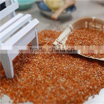 red millet in husk 2016 crop high quality