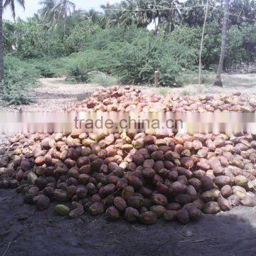 Husked Coconuts From Tamilnadu photo-3