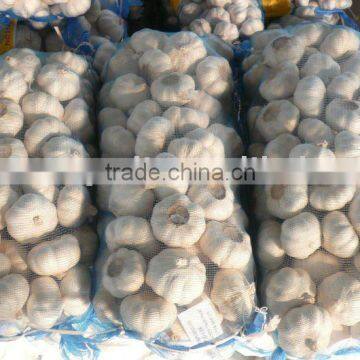 normal white garlic in 10kg bags