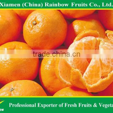 Citrus fruits Mandarin orange