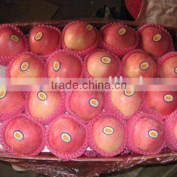 supply fresh fuji apple