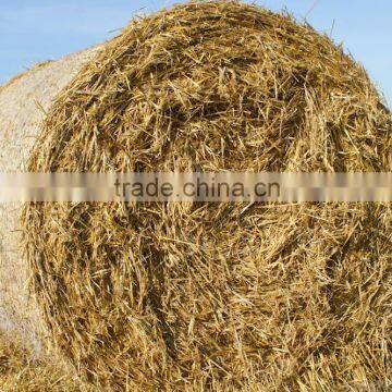 wheat straw hay, wheat straw bale, straw hay bale, dry straw hay bale, wheat hay bale