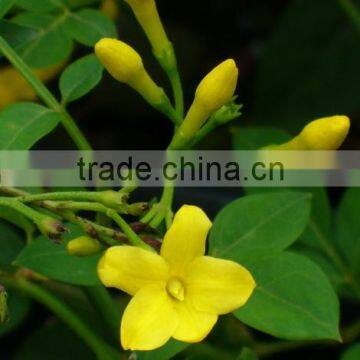 Jasminum humile J wallichianum J revolutum J pubigerum Yellow Jasmine Italian Jasmine