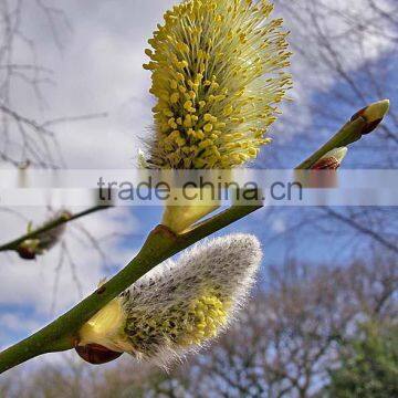 Sallow,Goat Willow,Musk Willow Flower