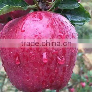 fragrant sweet fruit fresh suger apple Huaniu apple for sale