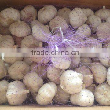 China Fresh Normal White Garlic Can Provide photo-5
