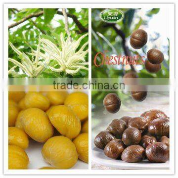 Organic Roasted Chinese Chestnuts