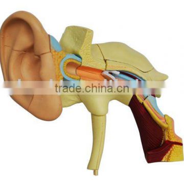 Model of human ear (mini size)