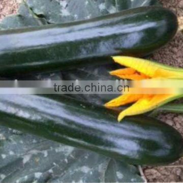 SQ13 Shenlv medium-early maturity f1 hybrid squash seeds